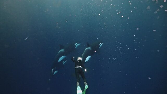 Man fridiver snorkeler Orca Swimming Together In Sea - Baja California, Mexico. Wild mammal animals. Sardine run, wild coast, hunting bait ball. Wild life marine nature of South Africa, Cape town