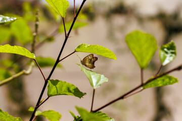 borboleta no borboletario do caldas em Barbalha, CE