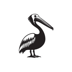 pelican isolated on white