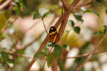borboleta no borboletario do caldas em Barbalha, CE