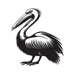 pelican on white background