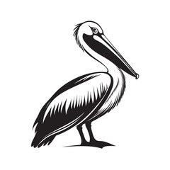pelican on white background