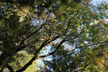 Trees in autumn forest. Natural forest background.