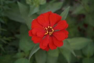 red peruvianzinnia flower on the side of a village  road