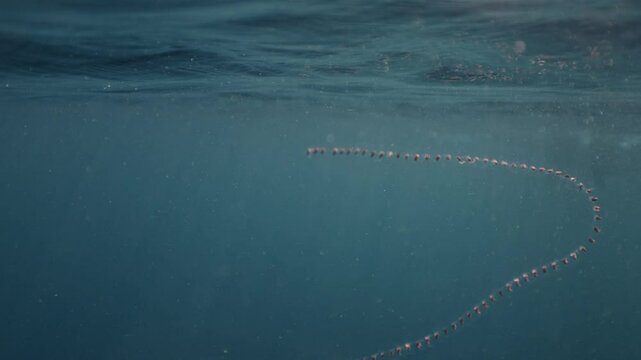 Colonial Pyrosoma Tunicates free-floating of blue water in sunrays. Pyrosomes, colony hundreds to thousands individuals called zooids, cloned from one egg and bound together. Amazing underwater life