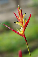 Heliconia psittacorum