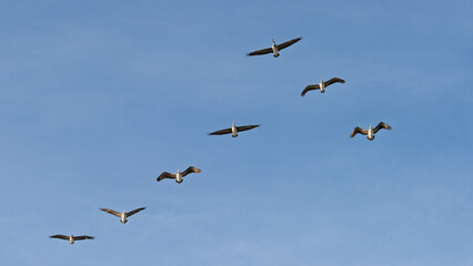 flock of pelicans in flight
