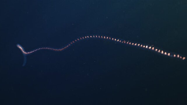 Colonial Pyrosoma Tunicates free-floating of blue water in sunrays. Pyrosomes, colony hundreds to thousands individuals called zooids, cloned from one egg and bound together. Amazing underwater life