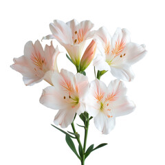 Obraz premium Elegant Peach Alstroemeria Bouquet Blooming Flowers Spring Blossom on transparent background