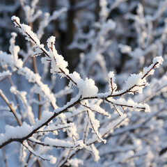 Frost and snow on branches Beautiful winter seasonal background. Photo of frozen nature