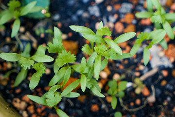 Top view of Fresh Young Green Leaves of Coriander, or scientifically known as Coriandrum sativum,...
