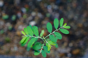 A vibrant green plant with multiple oval-shaped leaves sprouting from a central stem, captured in sharp focus against a blurred natural background.