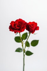 Beautiful rose flower for Valentine’s Day greeting card design.