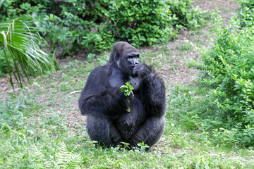 Silverback gorilla in Santo Domingo's zoo.
