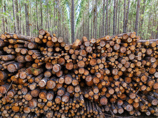 Stack of Freshly Cut Timber Logs in a Forest Logging Area  