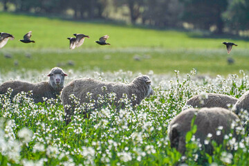 Close-Up of Merino Sheep Grazing in a Green Pasture on a Sunny Day  