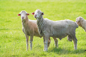 Obraz premium Shorn Sheep Standing in a Green Pasture on a Sunny Day 
