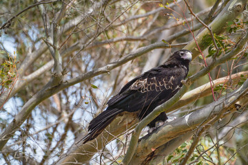 Close-Up of a Black Cockatoo Perched on a Tree Branch in Its Natural Habitat 