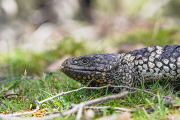 Close up of a Shingleback Lizard Head