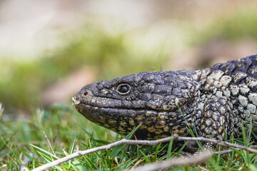 Close up portrait of a shingleback lizard head