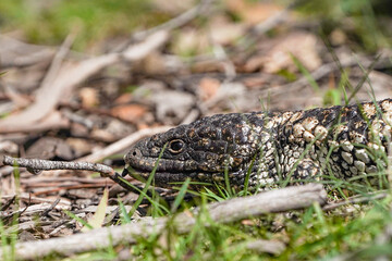 Close up of a Shingleback Lizard Head
