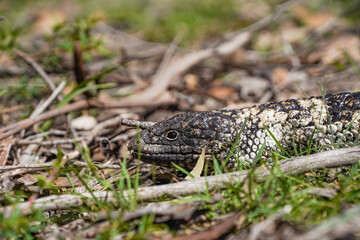 Shingleback Lizard Crawling on Dry Soil in Its Natural Habitat  