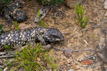 Shingleback Lizard Crawling on Dry Soil in Its Natural Habitat  