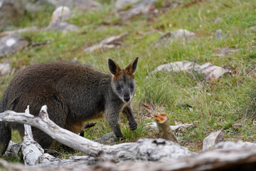 Wild Wallaby Grazing on Grass in a Natural Forest Clearing  