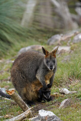 Wild Wallaby Grazing on Grass in a Natural Forest Clearing  