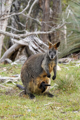 Naklejka premium Wild Wallaby Grazing on Grass in a Natural Forest Clearing 