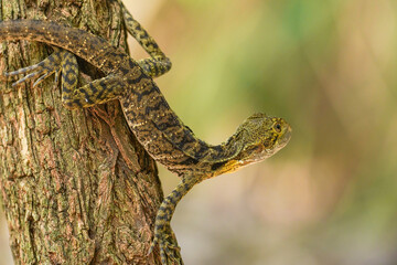 Close-Up of a Tree Lizard Climbing on Bark with Blurred Natural Background