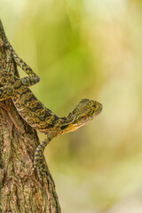 Close-Up of a Tree Lizard Climbing on Bark with Blurred Natural Background