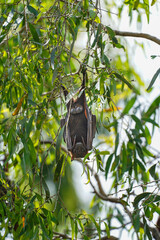 Flying Fox Hanging Upside Down Among Green Leaves in a Tree During Daytime  