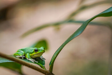 Green Tree Frog Resting on a Branch with Blurred Tropical Background