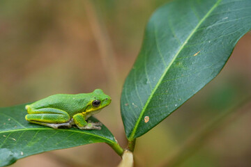 Green Tree Frog Resting on a Branch with Blurred Tropical Background