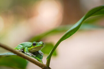 Green Tree Frog Resting on a Branch with Blurred Tropical Background  