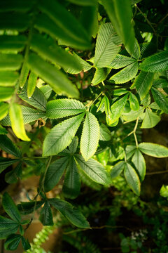 Sunlight dapples vibrant green foliage, creating a lush, tropical scene.