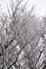 눈 덮인 나뭇가지의 아름다움