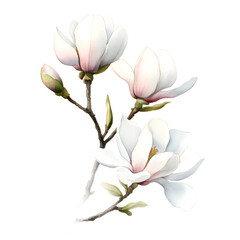 Fototapeta premium Elegant White Magnolia Flowers on a Branch with Delicate Petals