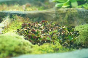 Close-up view of vibrant green moss and small plants thriving in a terrarium setting.