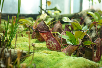 Close-up of pitcher plants in a lush, mossy environment.  Intricate details and vibrant colors showcase the beauty of these carnivorous plants.