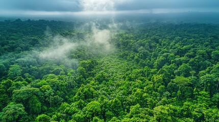 Aerial View of Lush Rainforest Canopy with Mist