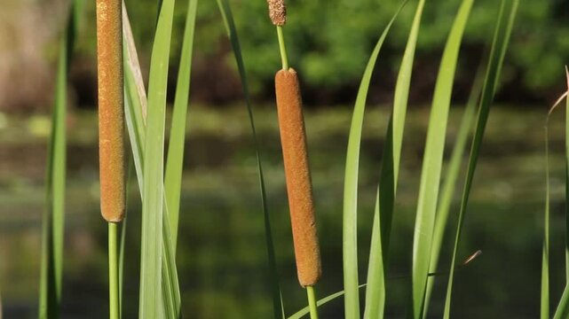 Cattails bulrushes reeds swaying in the breeze on a riverbank