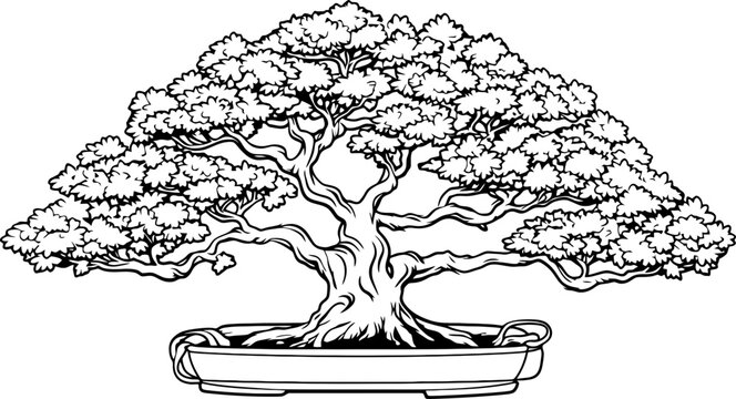 bonsai ähnliche pflanzen Polyscias parsley bonsai (Fiederaralie) kaufen main image 1