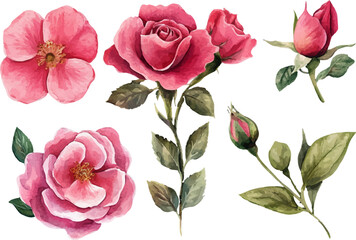 set of pink roses