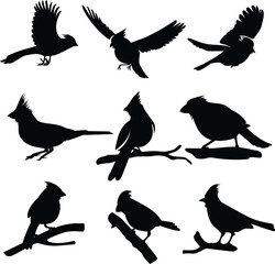 Set of Cardinal Birds Silhouette Vector Art