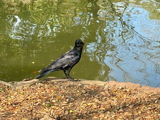 Black bird perched near a pond in Lumphini Park, Bangkok, surrounded by natural elements, blending wildlife and environment.