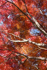 Beautiful red, yellow and orange leaves of Acer Palmatum, Japanese Maple tree in autumn. Trees with bright foliage in fall. Colorful foliage against the blue sky background.