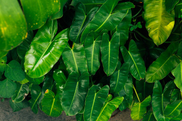 green leaves in the garden