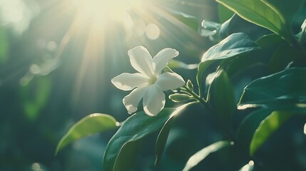 Fototapeta premium White flower in the sunshine with bokeh and blurry green leaves background